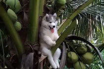 Ảnh độc: Trót "nghịch dại", động vật mắc kẹt siêu hài hước 