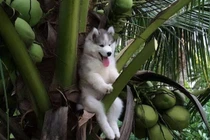 Ảnh độc: Trót "nghịch dại", động vật mắc kẹt siêu hài hước 