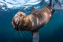 Ấn tượng tác phẩm đoạt giải thưởng nhiếp ảnh môi trường 2021