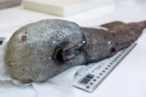 Chân dung 11 sinh vật nhìn hãi hùng tưởng chỉ có trong truyền thuyết 