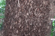 Lạ lùng loài tôm biết leo cây, người Việt thi nhau săn lùng 