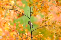 Cảm nhận mùa thu qua thơ Trần Minh 