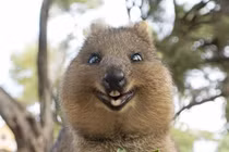 Ngưỡng mộ loài động vật được mệnh danh "hạnh phúc" nhất thế giới 