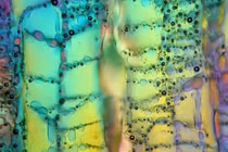 Hình ảnh siêu thực về những thứ quen thuộc qua kính hiển vi