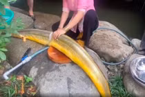 Xôn xao loài như "cá thần" dài cả mét, ở VN bán kiếm bộn tiền