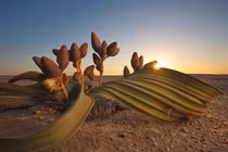 Loài cây xấu xí nhưng “trường thọ” nhất hành tinh: Sống 3.000 tuổi 