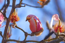 Giật mình những loài hoa lan cosplay động vật cực đỉnh 