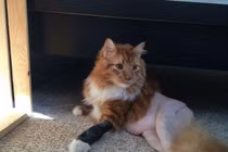 Loạt hình ảnh "ảo diệu" càng nhìn càng thấy khó hiểu