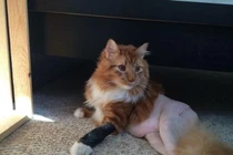 Loạt hình ảnh "ảo diệu" càng nhìn càng thấy khó hiểu