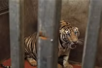 Vụ 17 con hổ ở Nghệ An: Tái thả có cơ hội sống? 