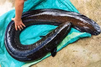 Phát sốt những "thủy quái" sông Đà mắc lưới ngư dân 