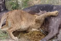 Clip: Tham ăn, vua sư tử kẹt cả đầu trong bụng trâu rừng