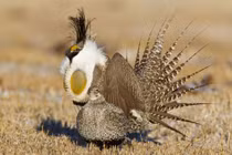 Gà gô hiền gây ấn tượng với vẻ ngoài “hầm hố”