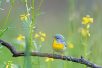  2023, 4 con giáp muốn nghèo cũng khó