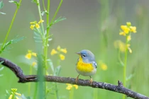  2023, 4 con giáp muốn nghèo cũng khó