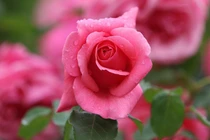 Từ giữa tháng 2 Âm lịch, 3 con giáp tận tâm được ghi nhận