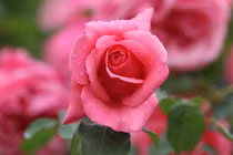 Từ giữa tháng 2 Âm lịch, 3 con giáp tận tâm được ghi nhận