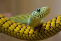 4 tuổi là con nhà Phật dễ trúng số đổi đời, giàu tột đỉnh