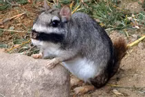 Loài động vật khiến nhiều người sợ hãi nhưng là món ngon hiếm có