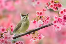 Đàn ông may mắn mới lấy được làm vợ sinh tháng âm lịch này