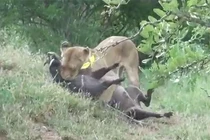 Clip: Màn vật lộn sinh tử giữa heo rừng với 2 con sư tử