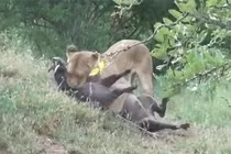 Clip: Màn vật lộn sinh tử giữa heo rừng với 2 con sư tử