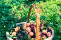 8 vườn mận đẹp nhất Mộc Châu Sơn La khiến ai cũng muốn đi ngay