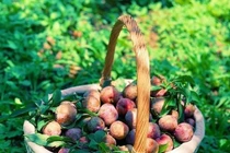 8 vườn mận đẹp nhất Mộc Châu Sơn La khiến ai cũng muốn đi ngay