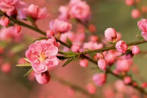 Năm Quý Mão, 3 con giáp gặp Tam tai nên cẩn trọng