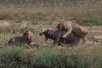 Hai con sư tử “truy cùng diệt tận” chú hà mã