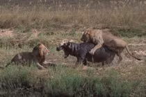 Hai con sư tử “truy cùng diệt tận” chú hà mã