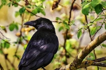 Hai loại chim bay vào nhà, không gặp họa thì cũng gặp tai ương