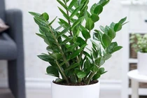 Cây Kim Tiền đặt đúng vị trí này trong nhà mới chuẩn phong thủy