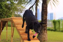 Độc lạ công viên dành cho chó đầu tiên tại Hà Nội