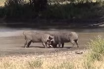 Clip: Màn hỗn chiến đẫm máu giữa 2 con heo rừng