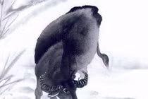 Sang tháng 12, 3 con giáp giàu sang ngất trời, tài lộc kéo đến 