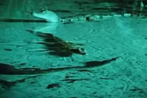 Đại chiến kinh hoàng giữa trăn gấm và sát thủ đầm lầy Nam Mỹ