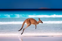 Vì sao Kangaroo nhảy liên tục mà không thấy mệt?