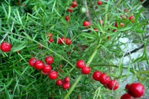 Những loại thảo mộc quý hơn vàng giúp "chuyện yêu" luôn nồng nhiệt