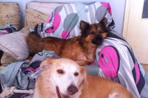 Hai chú chó hoang tuyệt vọng phải ăn cả túi nilon được giải cứu