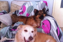 Hai chú chó hoang tuyệt vọng phải ăn cả túi nilon được giải cứu