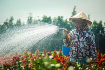 Làng hoa Sài Gòn tất bật những ngày giáp Tết Canh Tý 2020