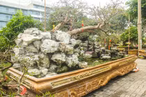 Trầm trồ trước cây mai vàng "dáng bay" gần 1 tỷ đồng ở chợ hoa Sài Gòn