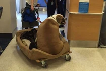 Sốt ảnh chó béo nặng 74kg ngồi khoang hạng nhất máy bay