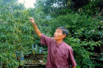 Chăm cây cảnh, thư tâm hồn giúp sống khỏe