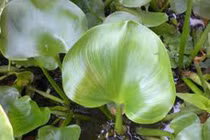 Những sinh vật ngoại lai đầu tiên ở Việt Nam