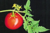 Tác dụng ngắt sữa tuyệt vời của lá cà chua 