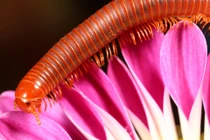 Cuốn chiếu có gây độc?