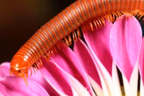 Cuốn chiếu có gây độc?