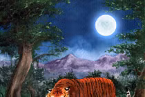 Lý giải chuyện hổ săn mồi dưới ánh trăng mờ